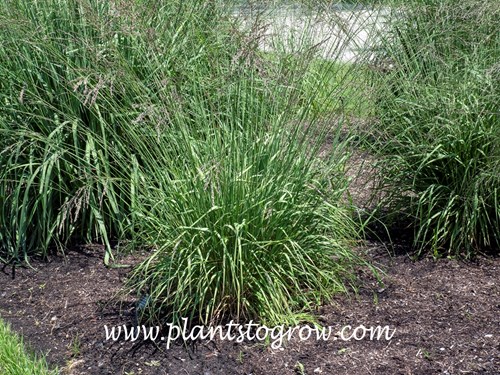 Fontane Purple Moor grass (Molinia caerulea)